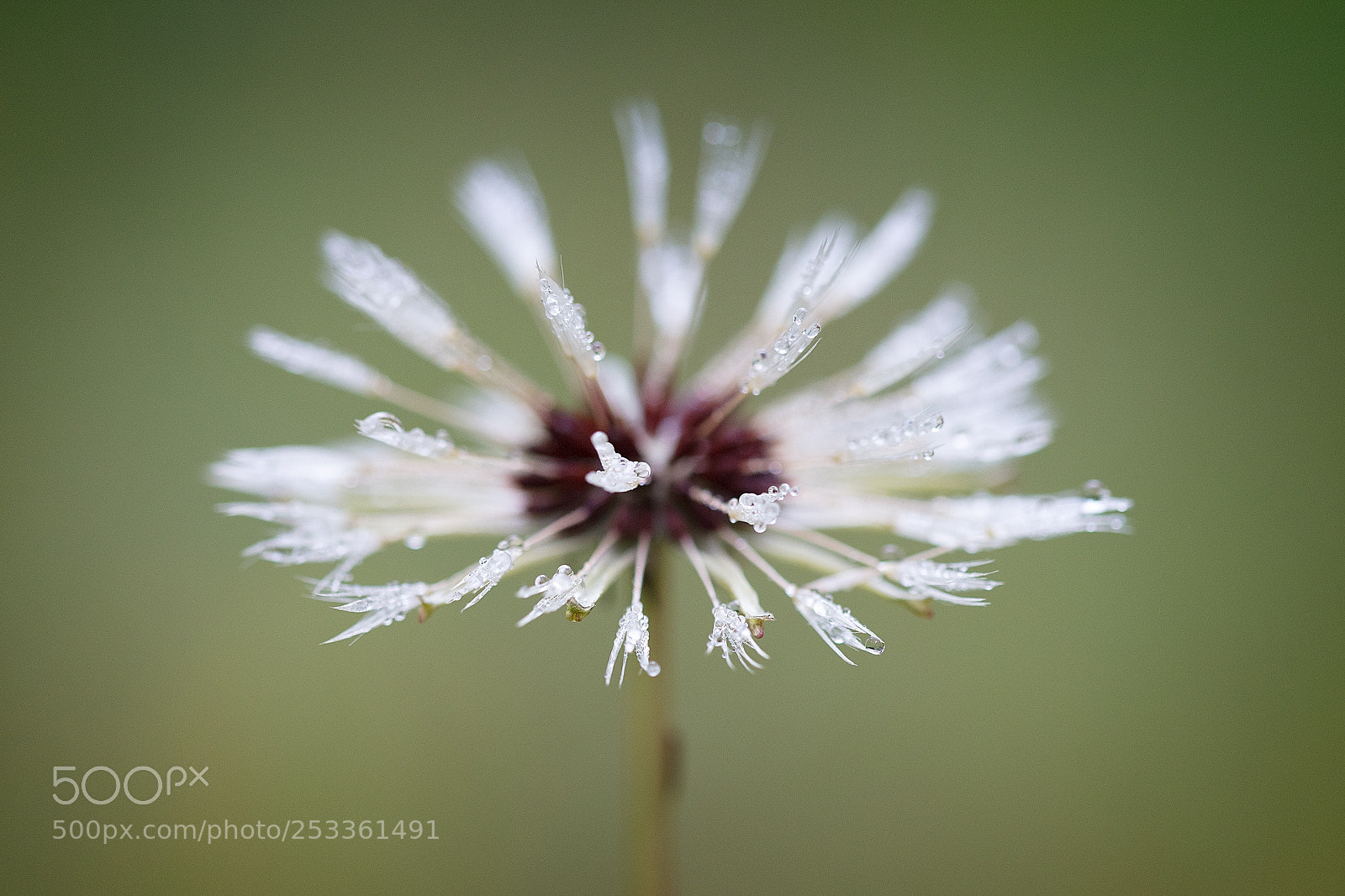 Canon EOS 5DS R sample photo. Raindrops photography