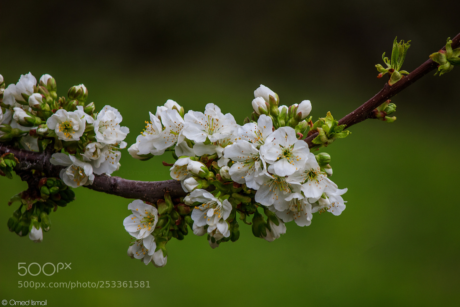 Canon EOS 600D (Rebel EOS T3i / EOS Kiss X5) sample photo. Blossom photography