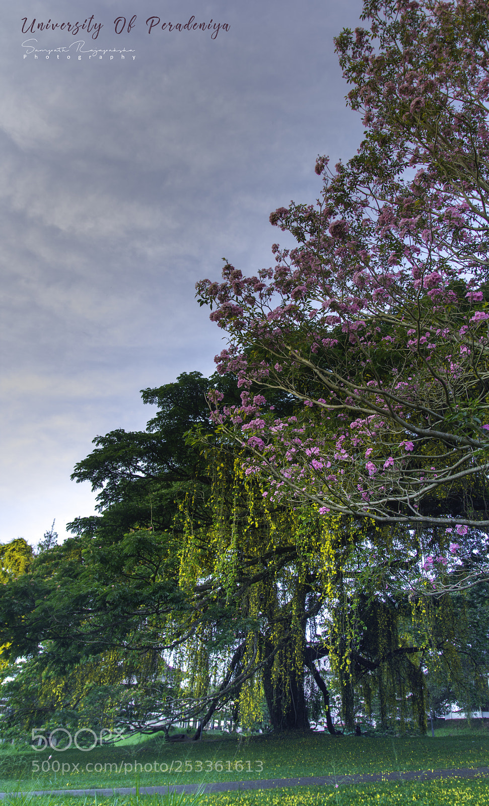 Nikon D7100 sample photo. Two tones photography