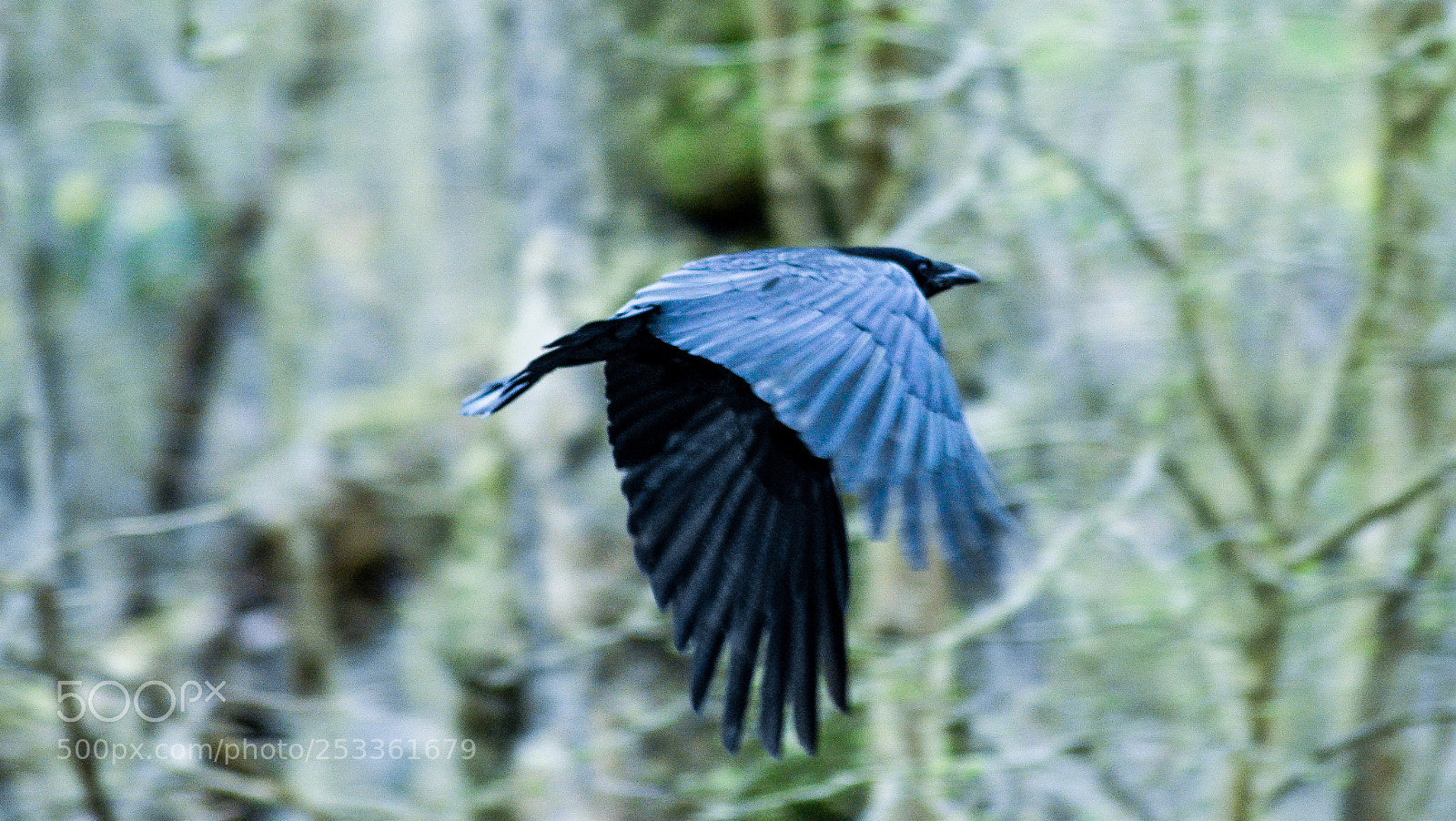Nikon D3200 sample photo. Heaton park crow photography
