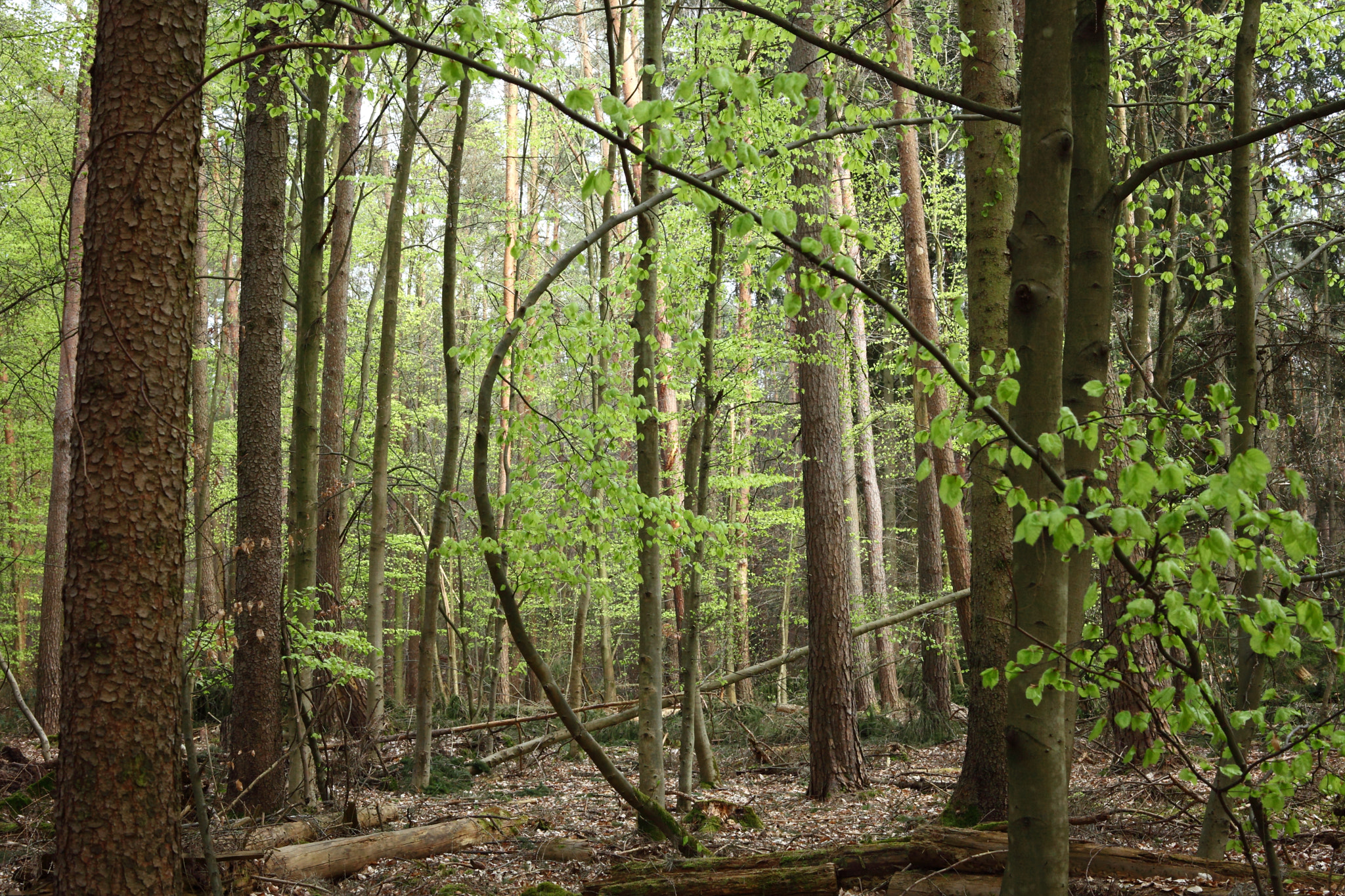 Canon EF 28-80mm f/3.5-5.6 sample photo. First green photography