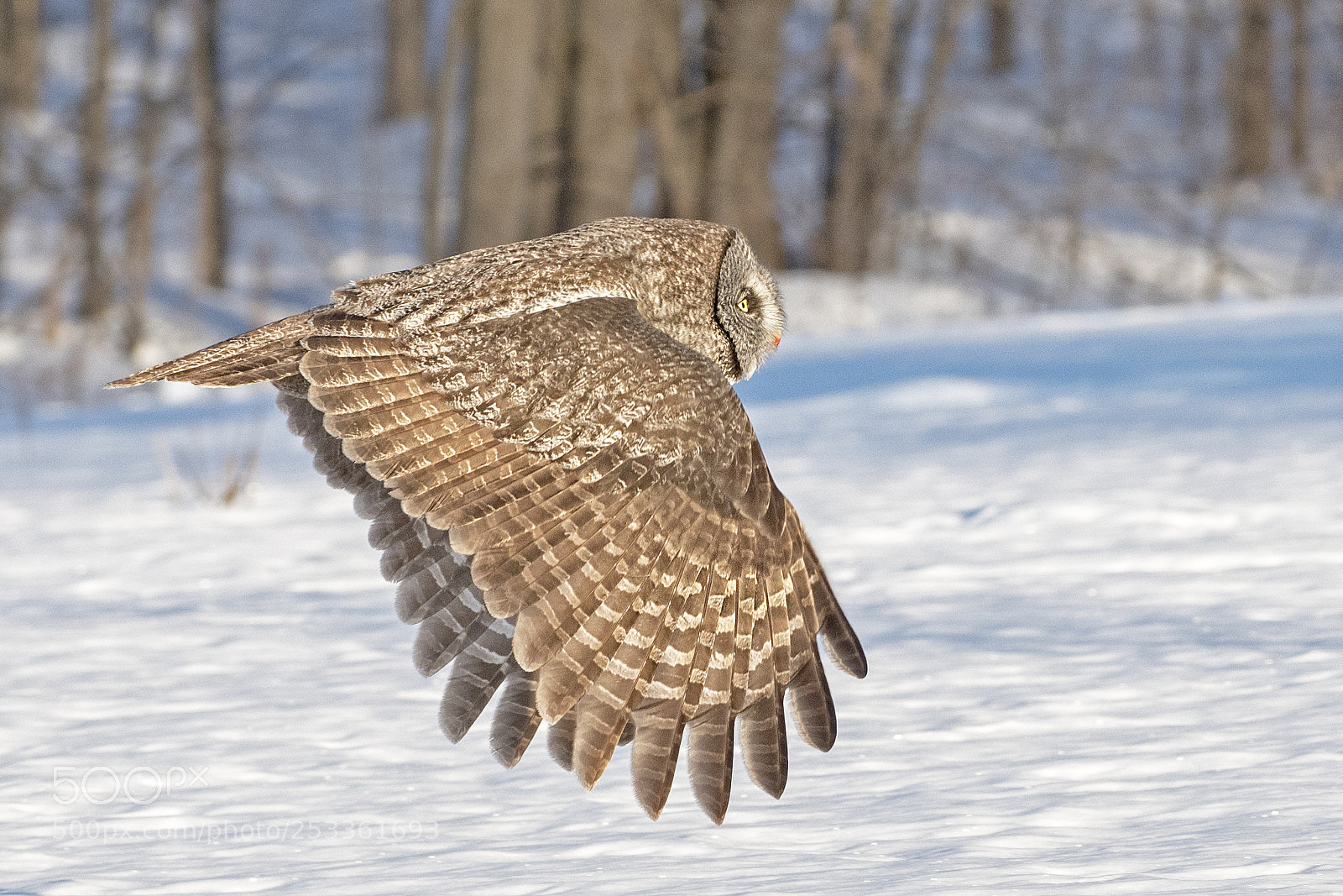 Nikon D500 sample photo. Great gray owl photography