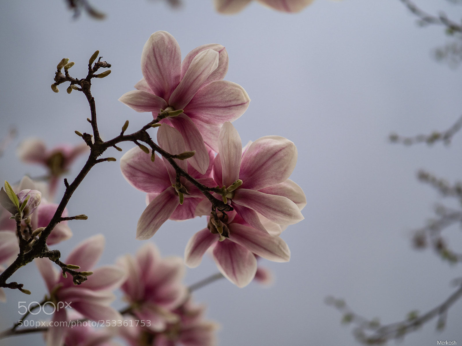 Olympus OM-D E-M1 Mark II sample photo. Magnolia photography
