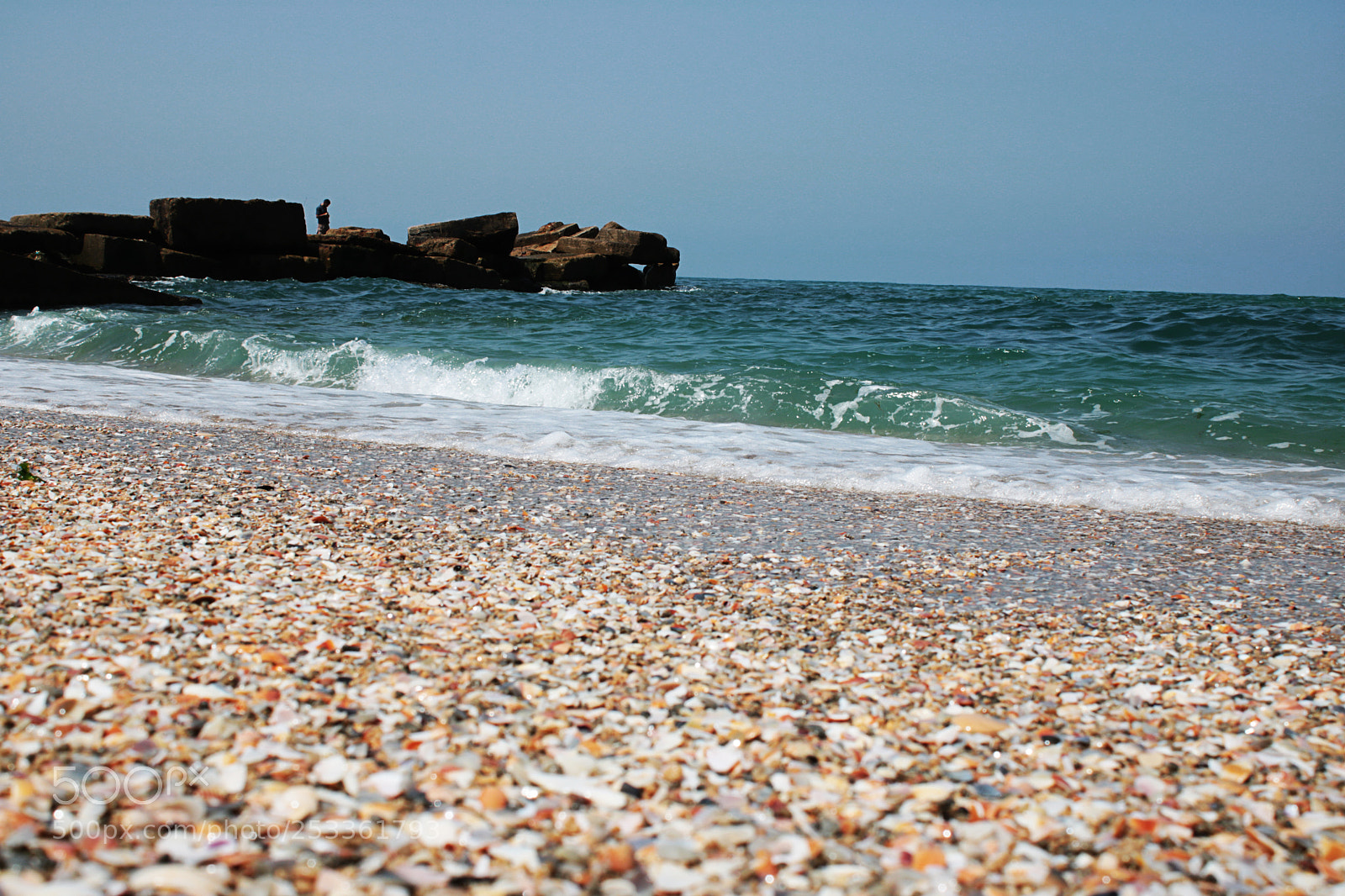 Canon EOS 750D (EOS Rebel T6i / EOS Kiss X8i) sample photo. Seashell at gaza's beach photography
