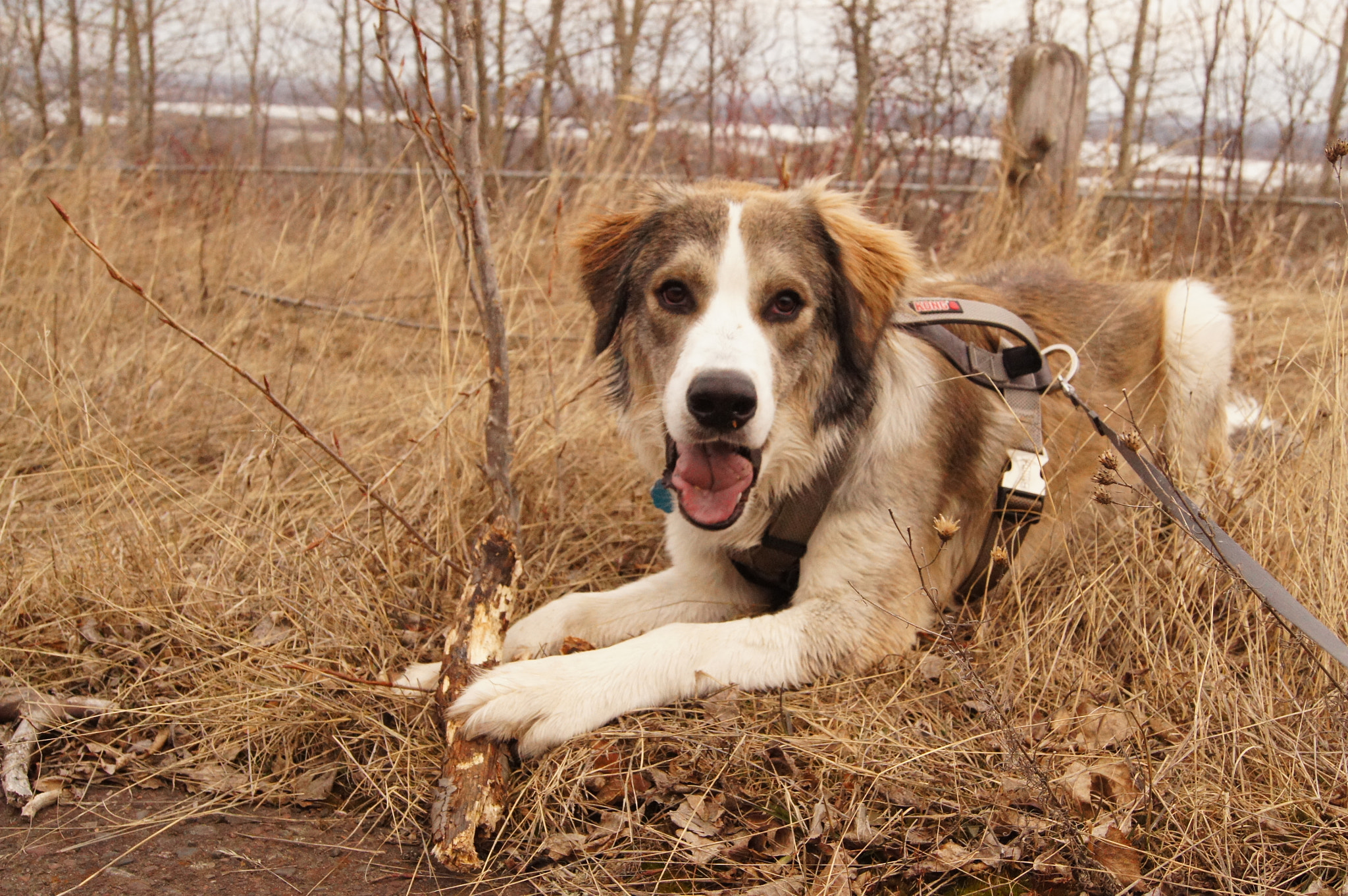 Sony SLT-A33 sample photo. Bodhi2 photography