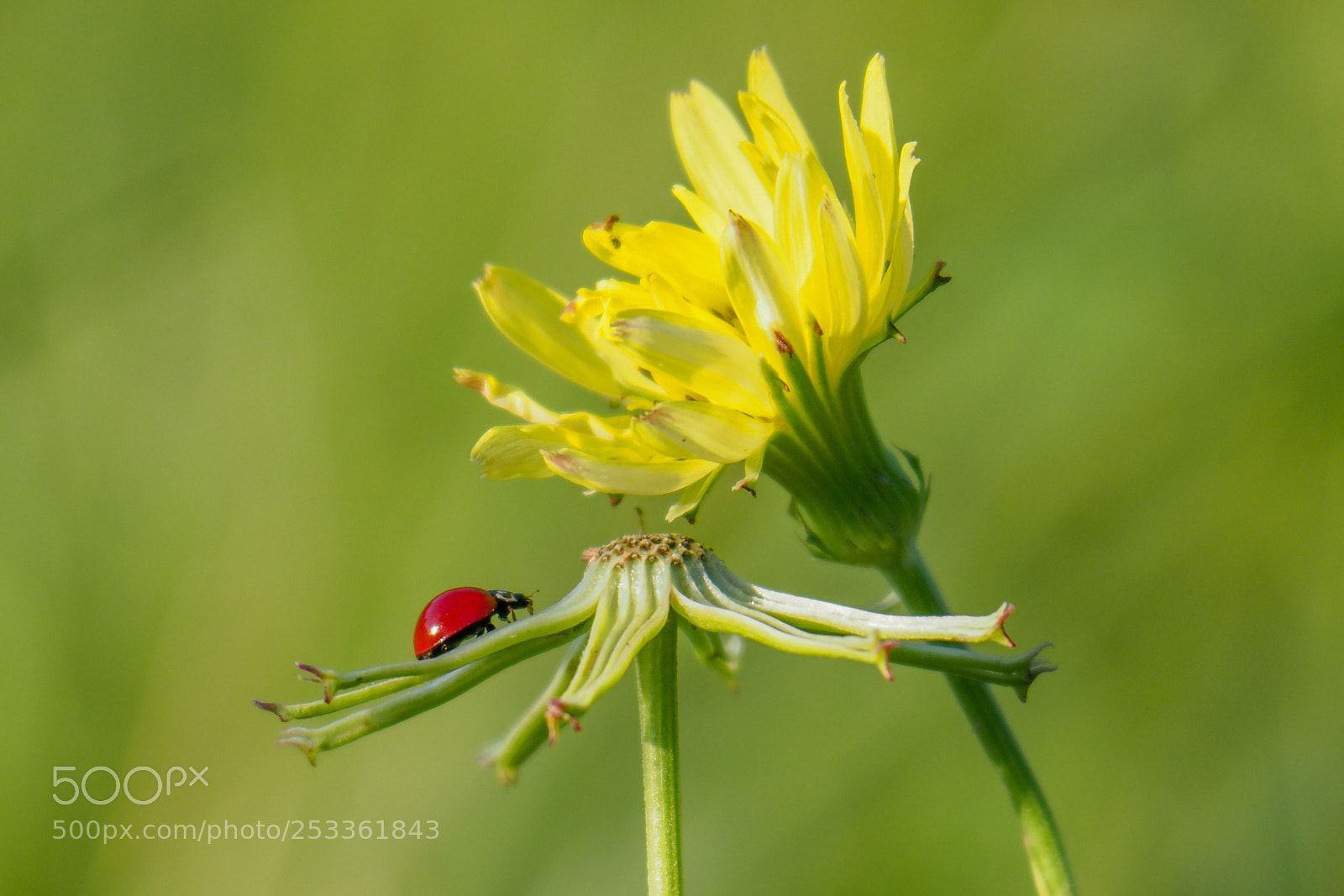 Olympus OM-D E-M1 Mark II sample photo. Ladybug photography