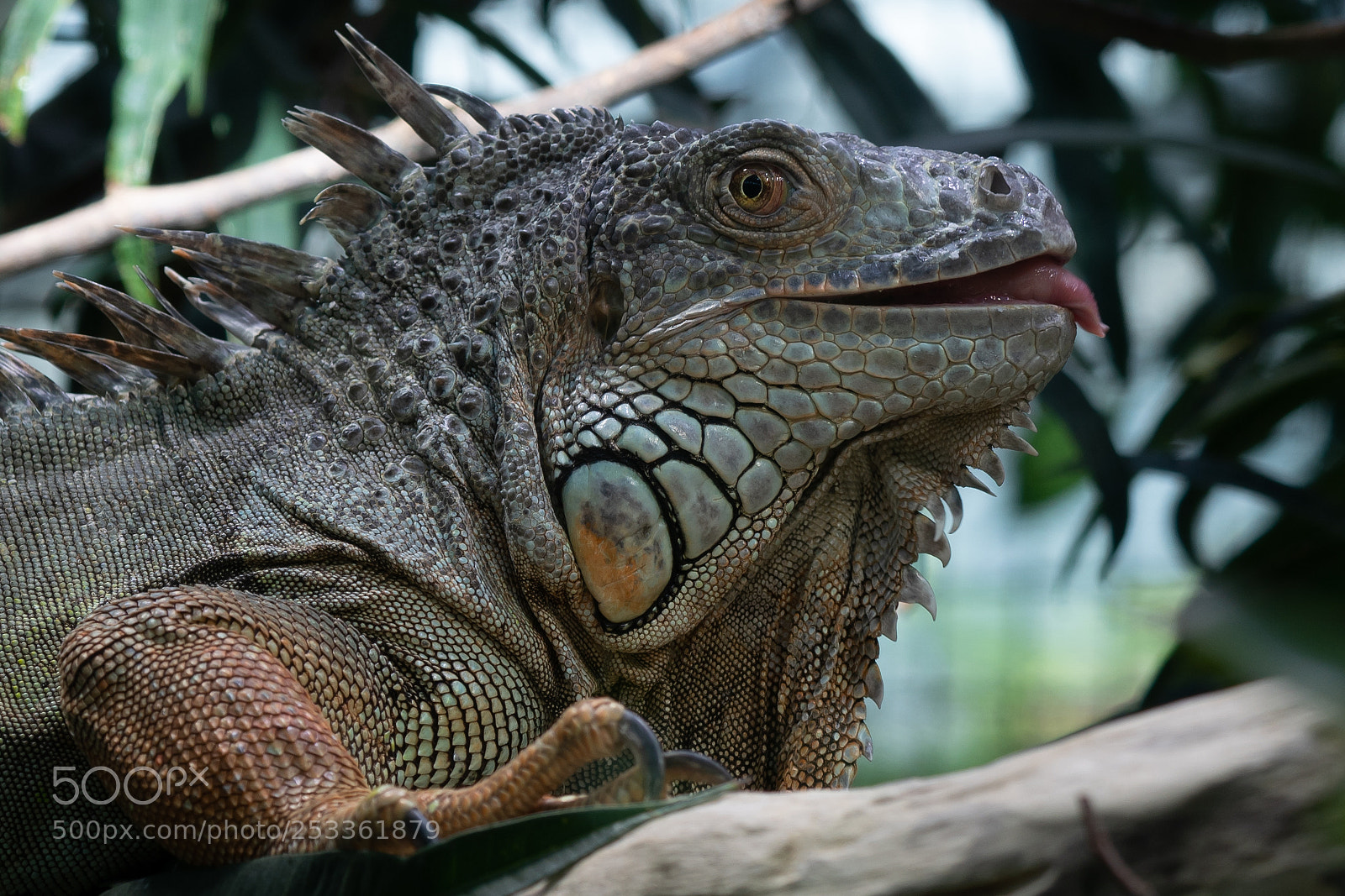 Sony a7R III sample photo. Leguan photography
