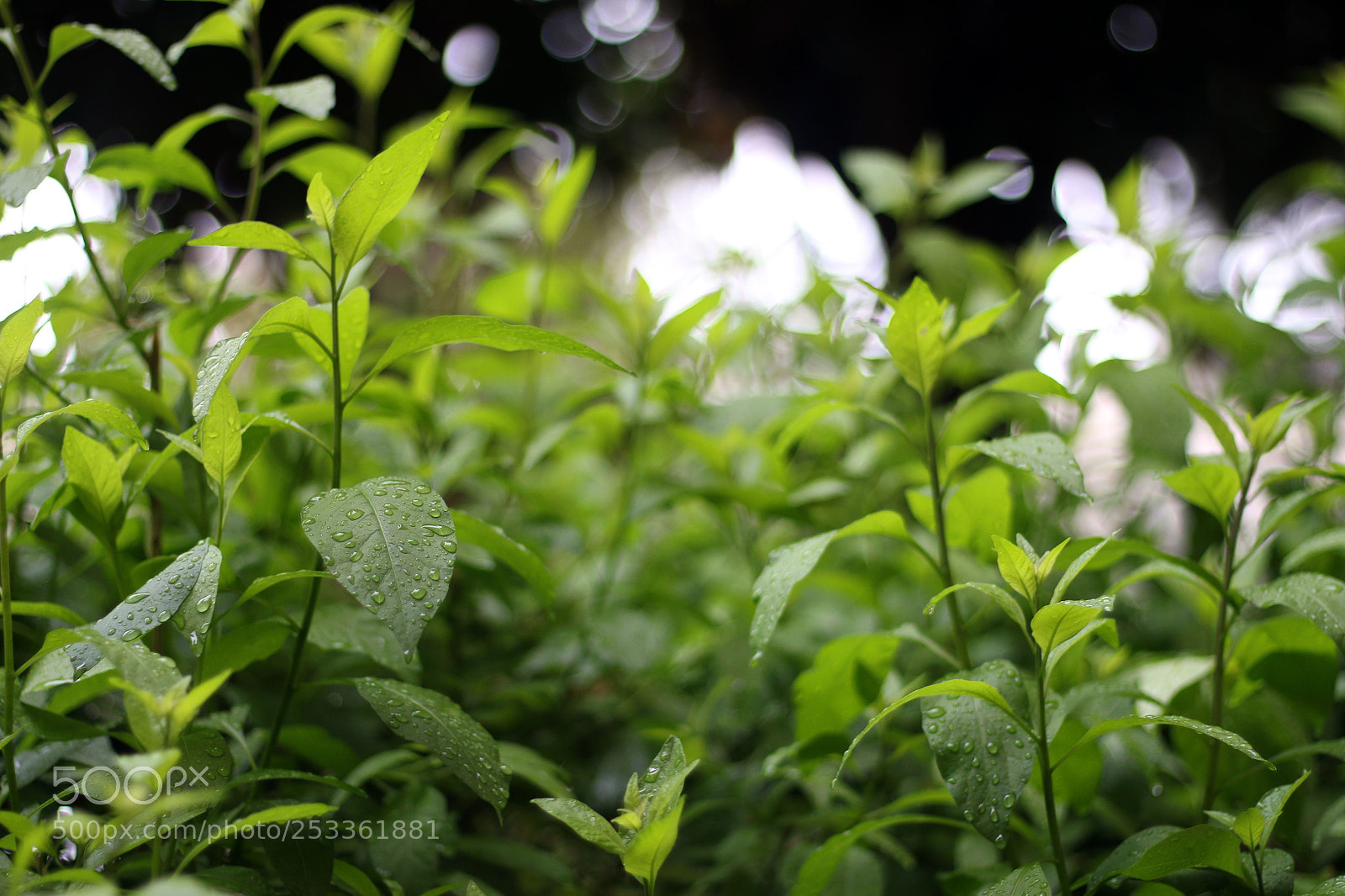 Canon EOS 70D sample photo. Untitled photography