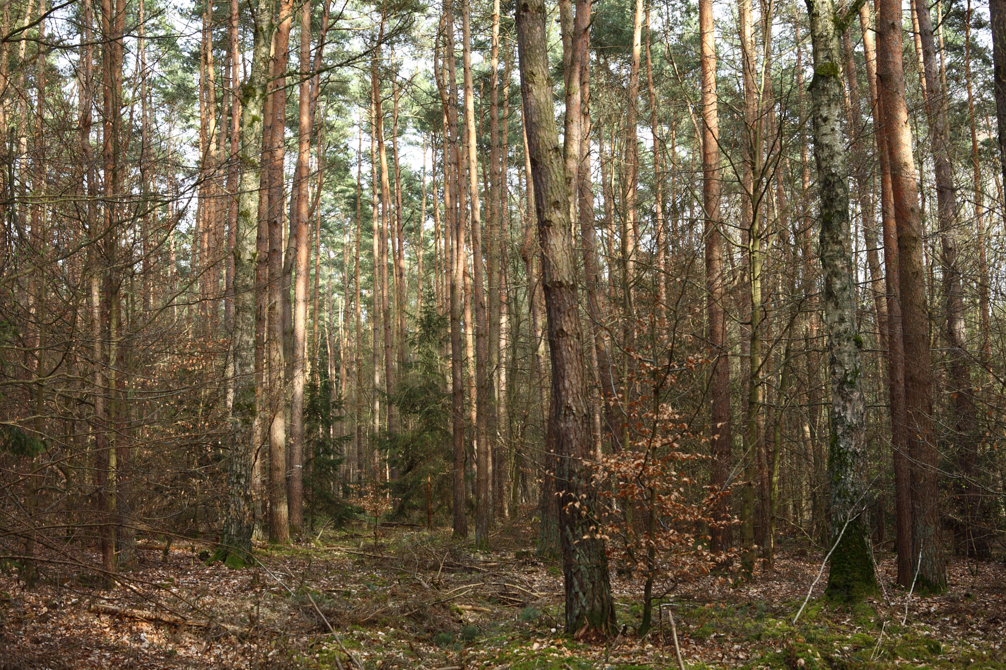Canon EOS 5D Mark II sample photo. Mixed forest photography