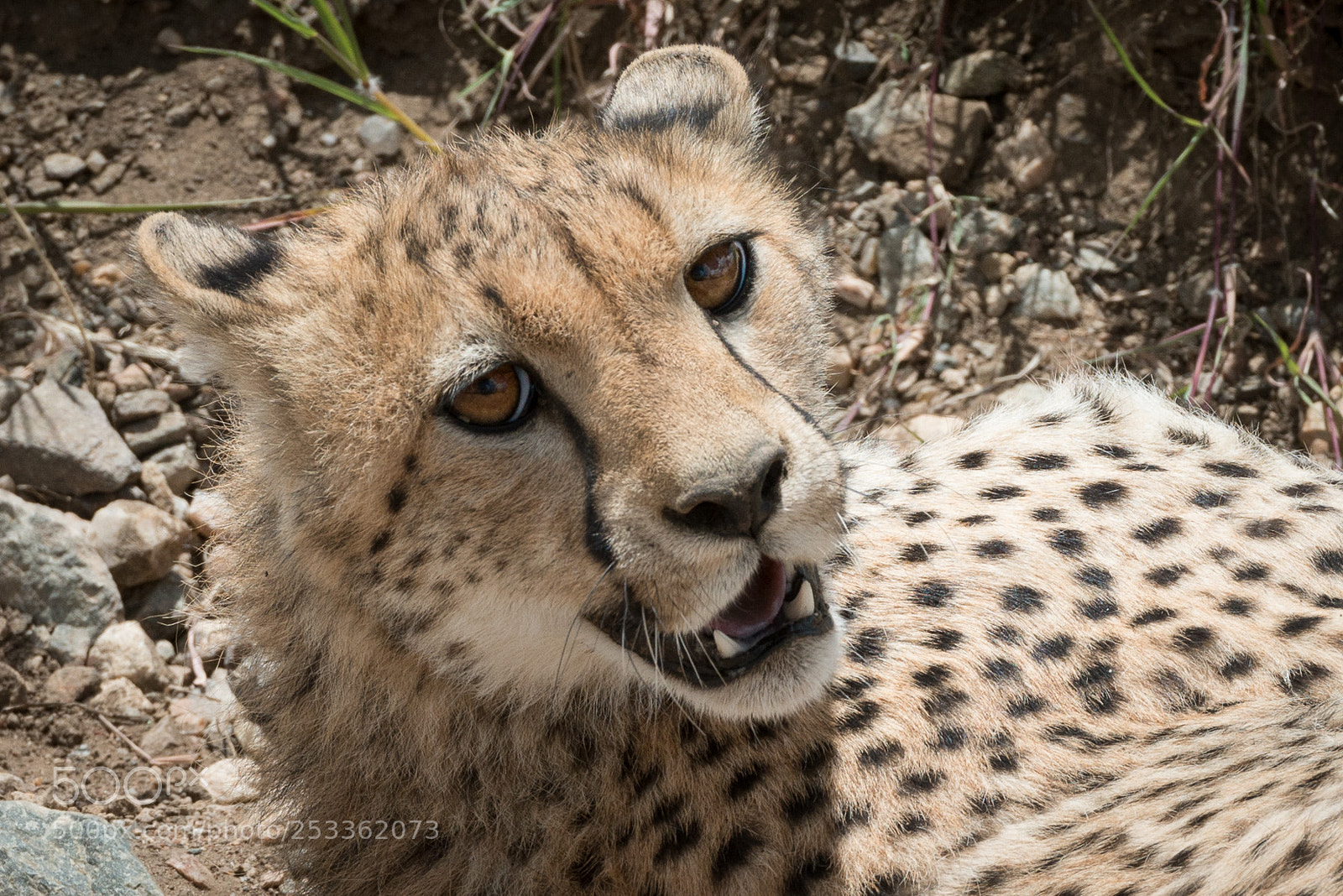 Nikon D800 sample photo. Wounded cheetah photography
