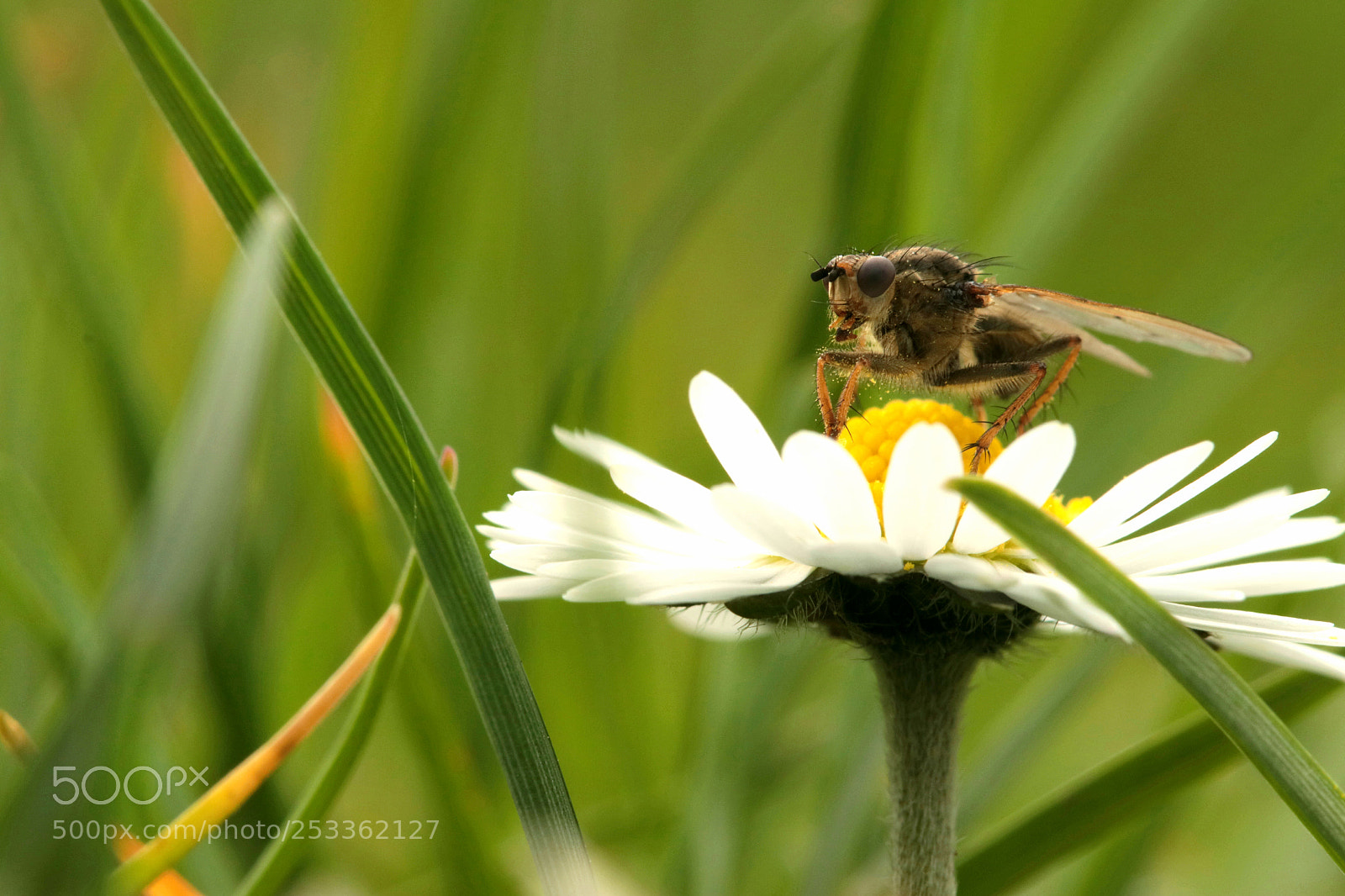 Canon EOS 80D sample photo. Makroaufnahme einer fliege photography