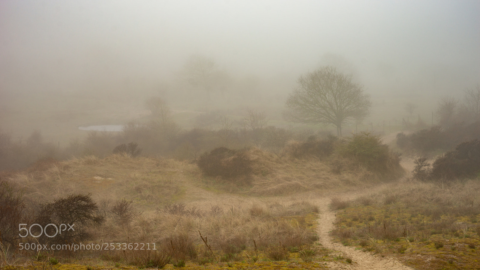 Sony SLT-A99V sample photo. De panne photography