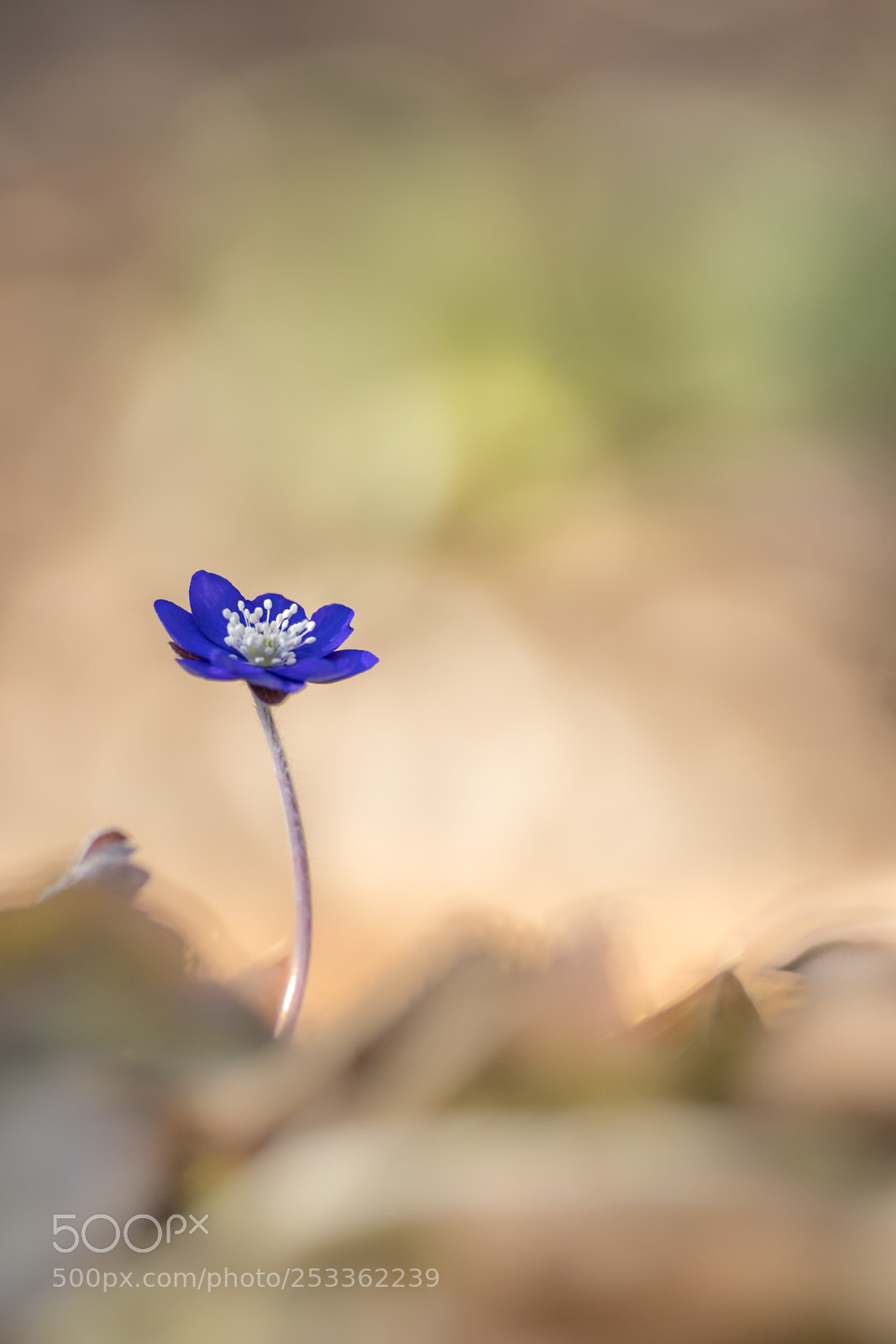 Nikon D500 sample photo. Liverleaf alone photography