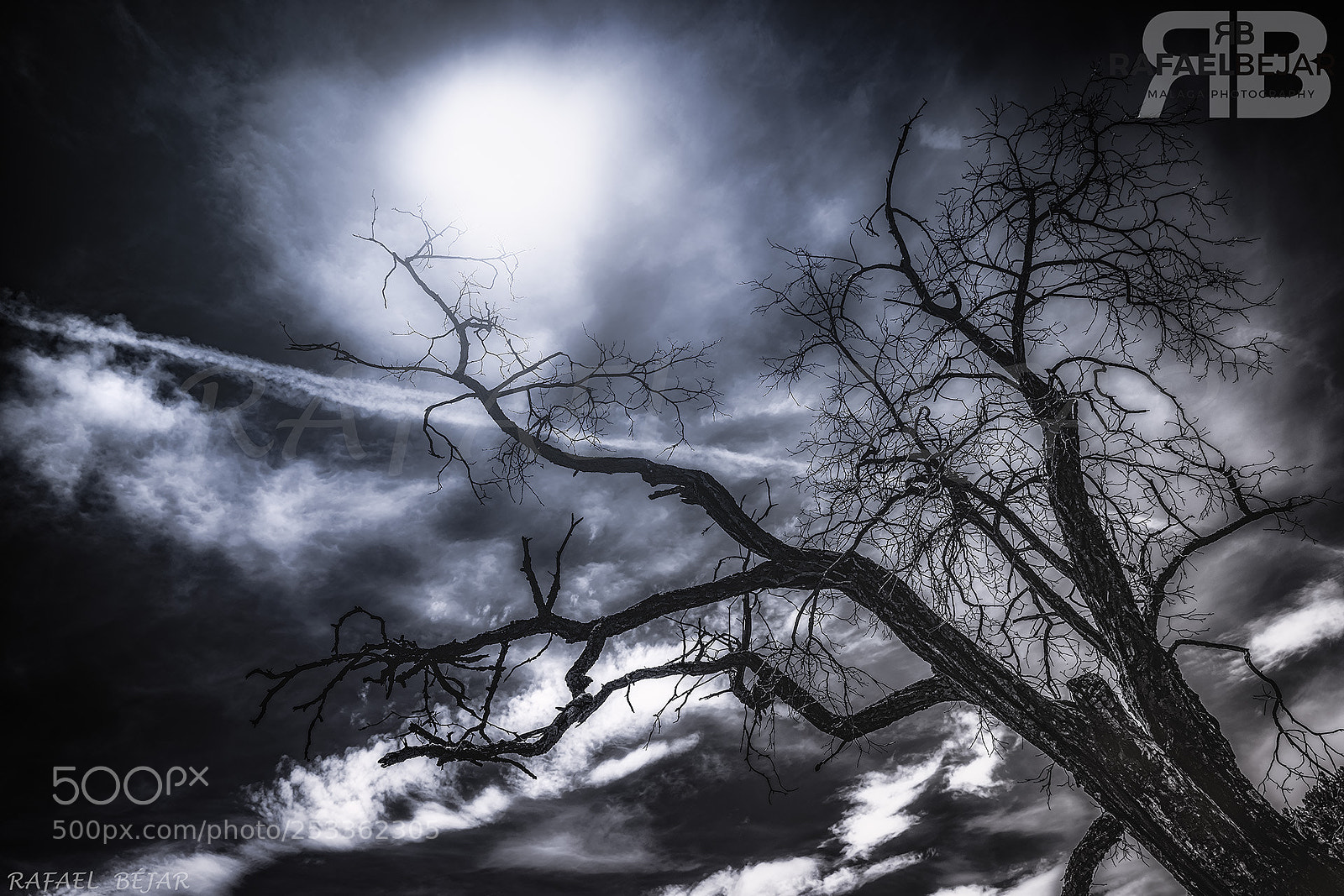 Nikon D800 sample photo. Arbol photography