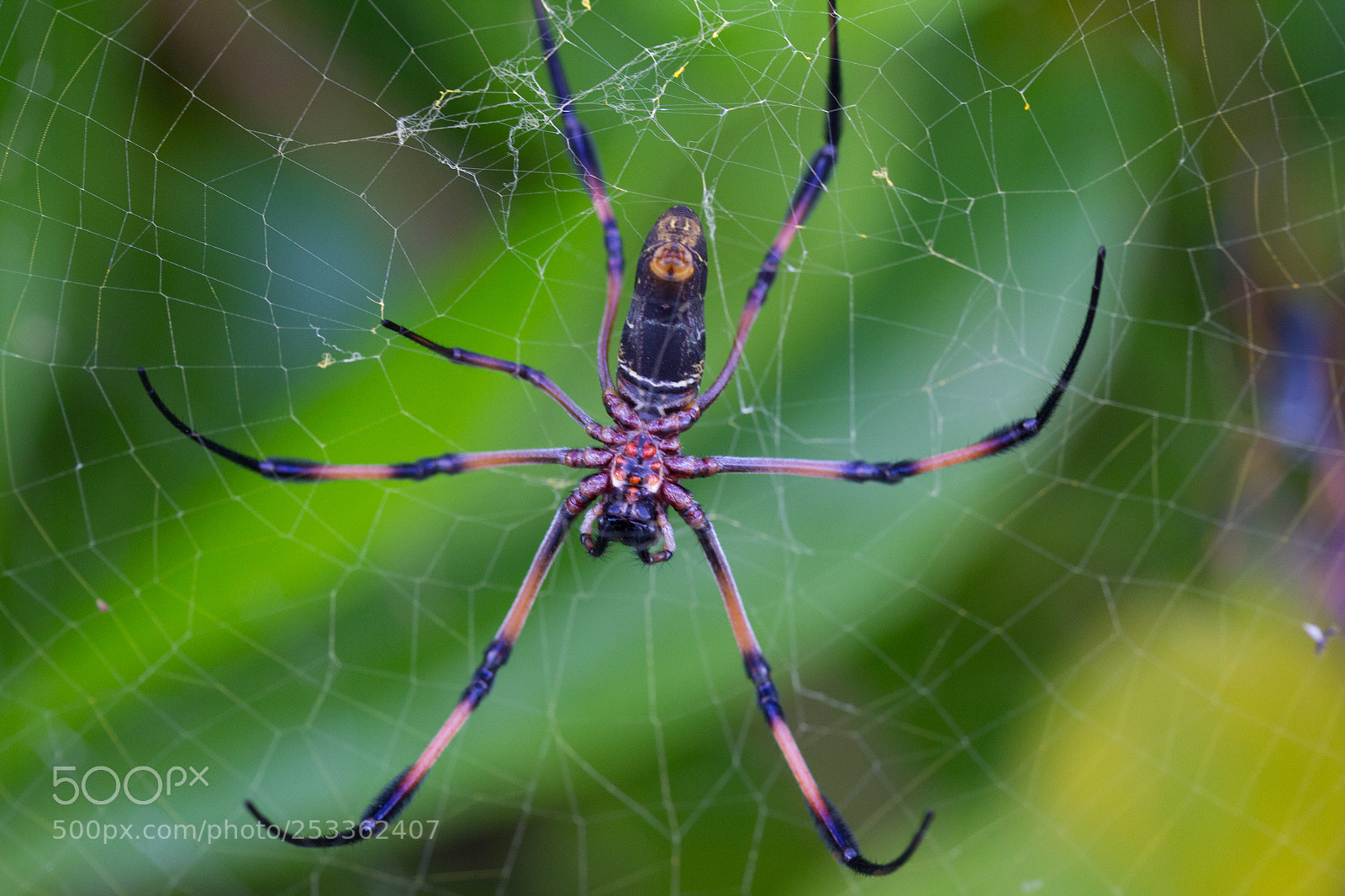 Canon EOS 600D (Rebel EOS T3i / EOS Kiss X5) sample photo. Spider photography