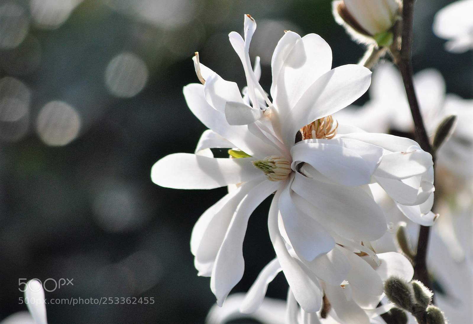 Nikon D90 sample photo. Magnolia stellata photography
