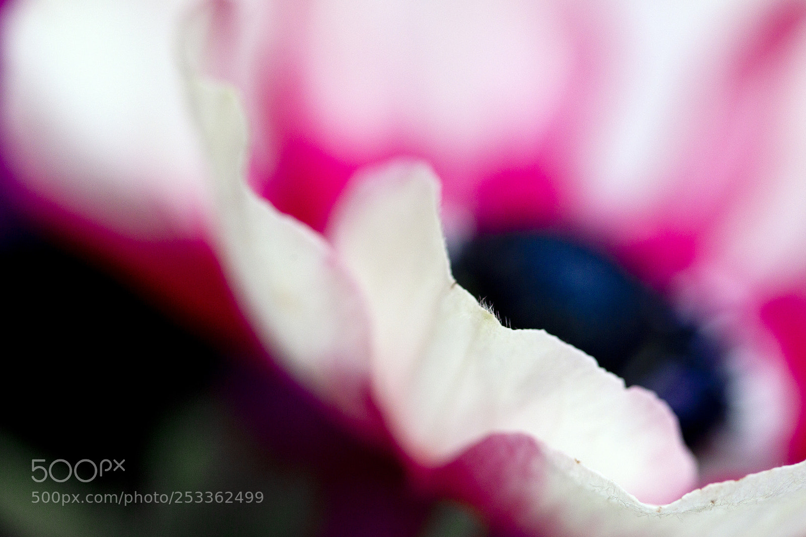 Canon EOS-1D Mark IV sample photo. Feeling spring photography