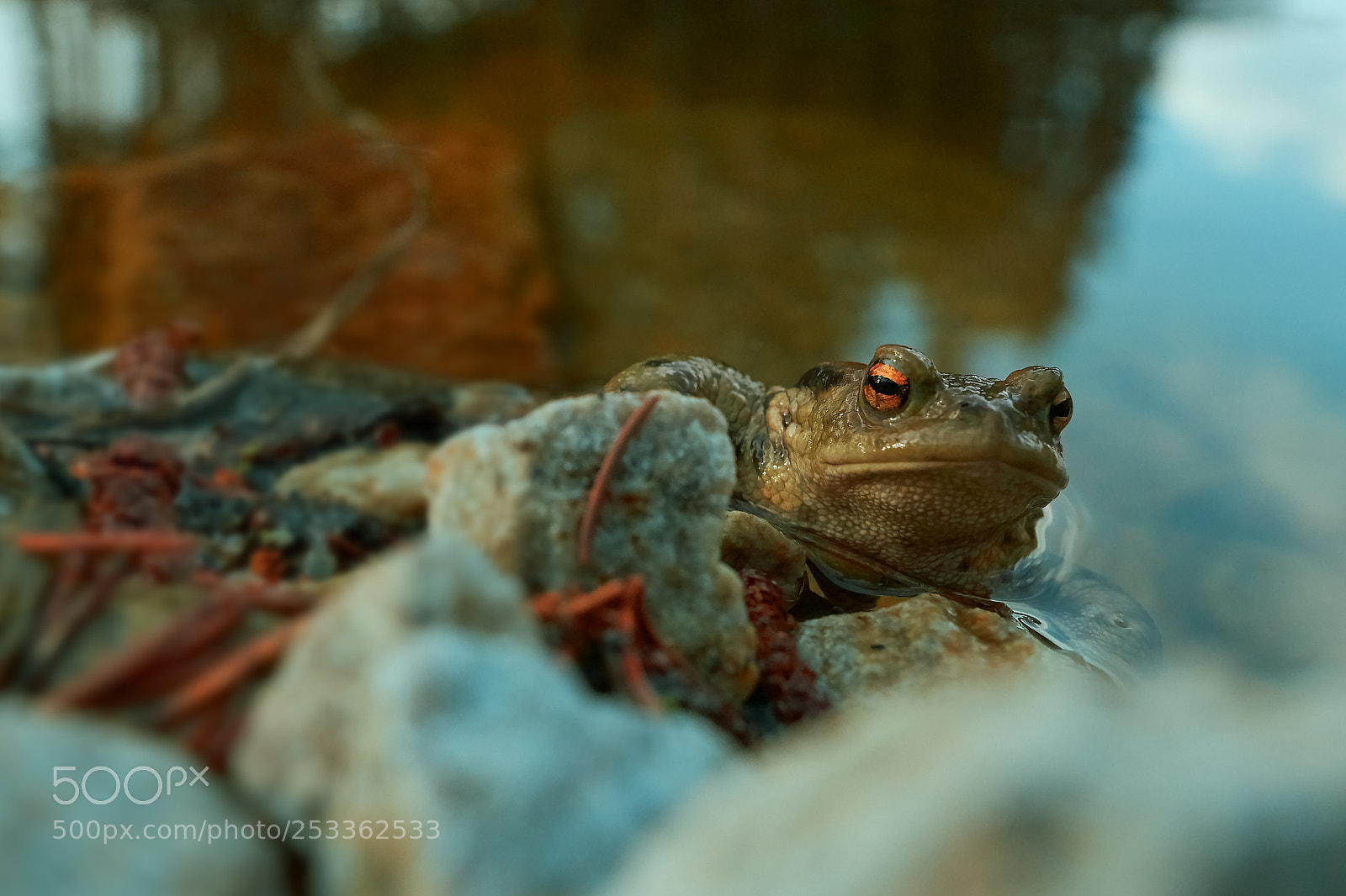 Nikon D7100 sample photo. Freddy frog photography
