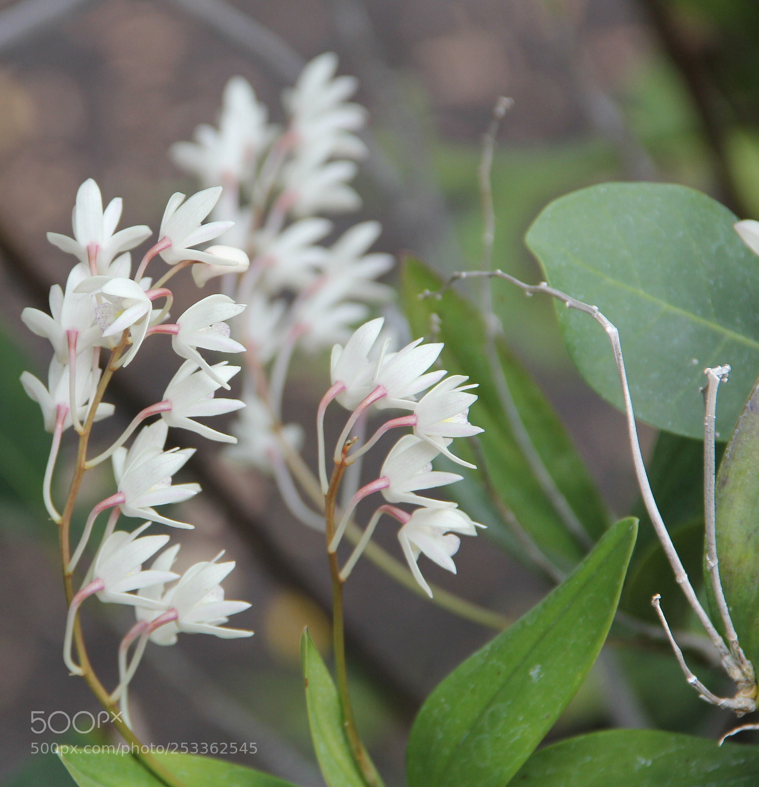 Canon EOS 60D sample photo. White little flowers photography