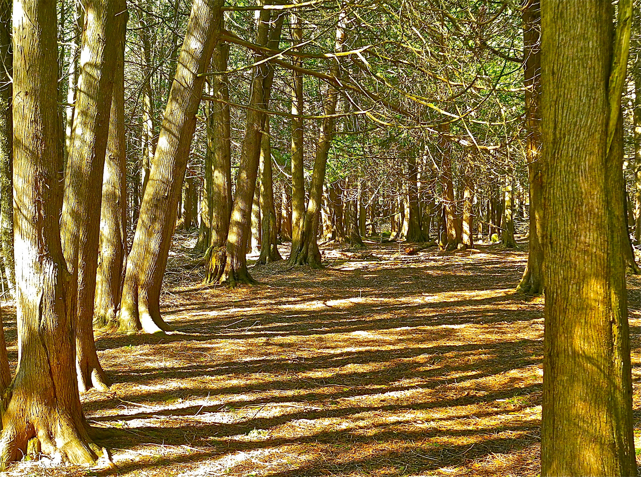 Nikon Coolpix P7100 sample photo. Light in the cedar forest photography