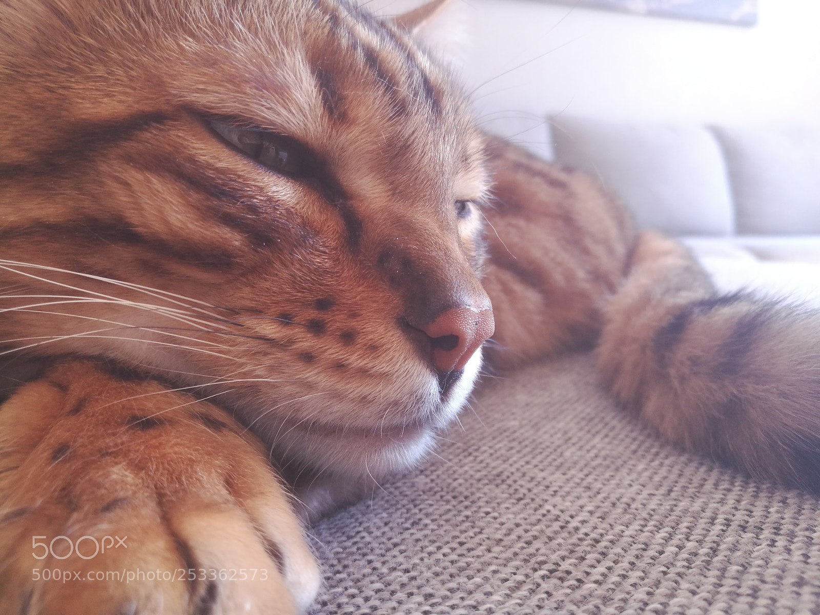HUAWEI Honor 8 sample photo. My sleeping cat photography