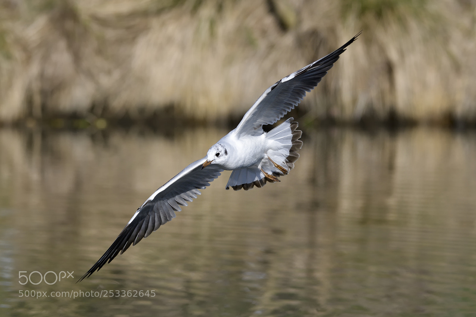 Nikon D500 sample photo. Gull photography