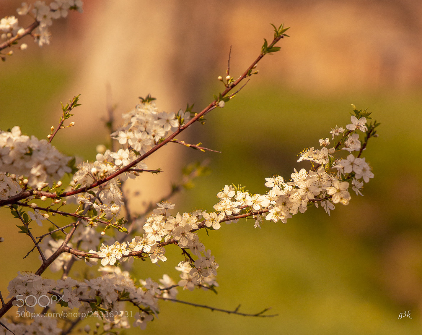 Canon EOS 600D (Rebel EOS T3i / EOS Kiss X5) sample photo. A piece of spring photography