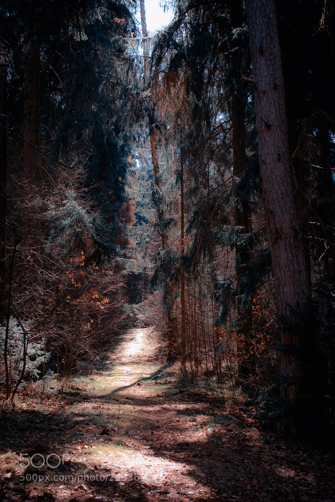 Nikon D7500 sample photo. Waldweg photography