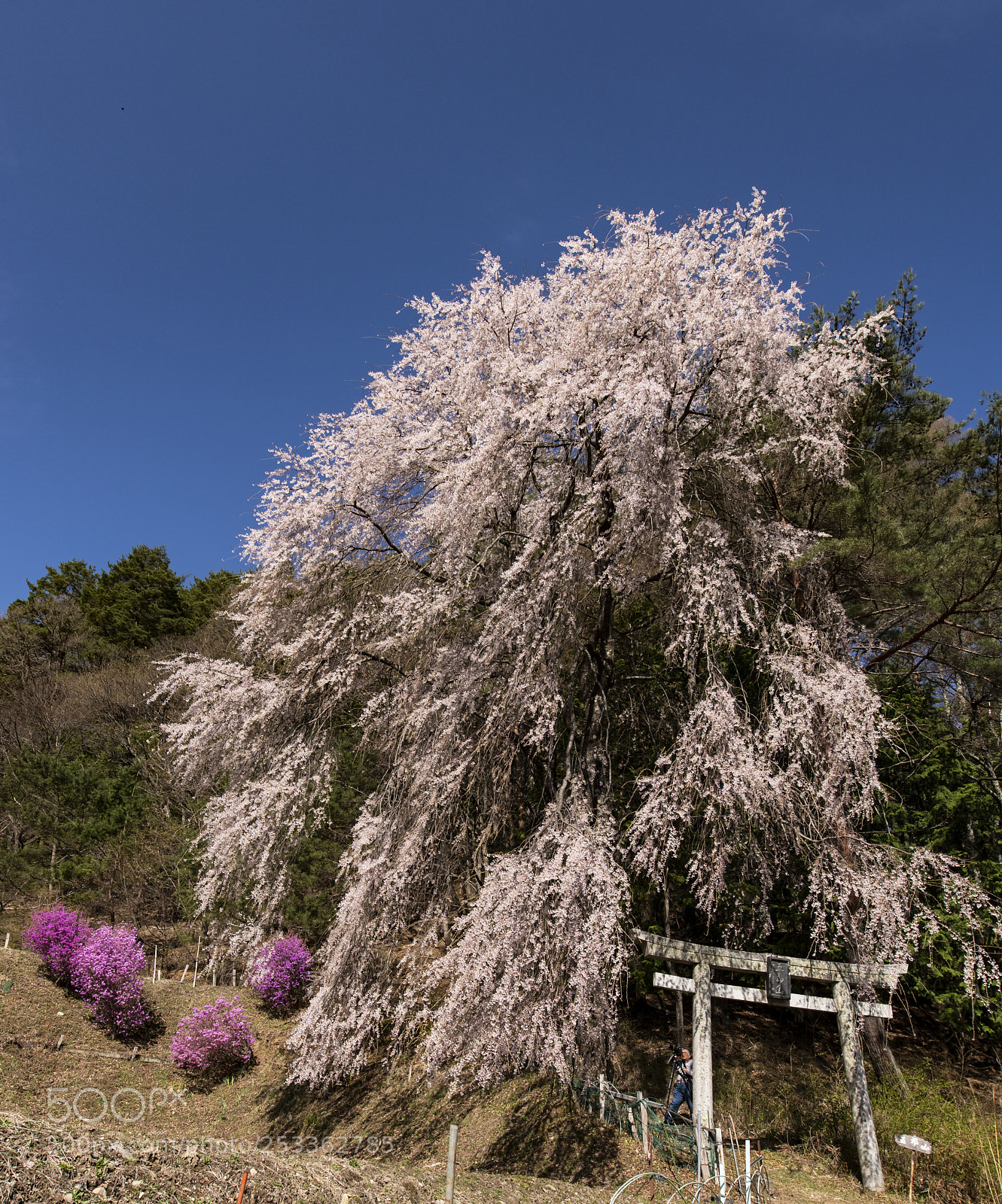 Nikon D850 sample photo. Weeping cherry tree like photography