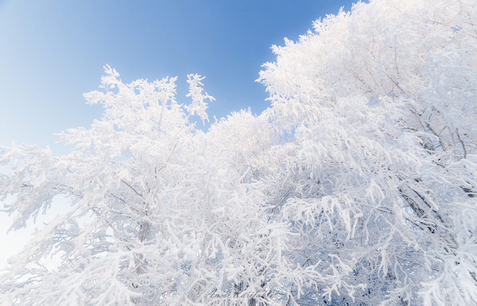 Nikon D7000 sample photo. White trees photography