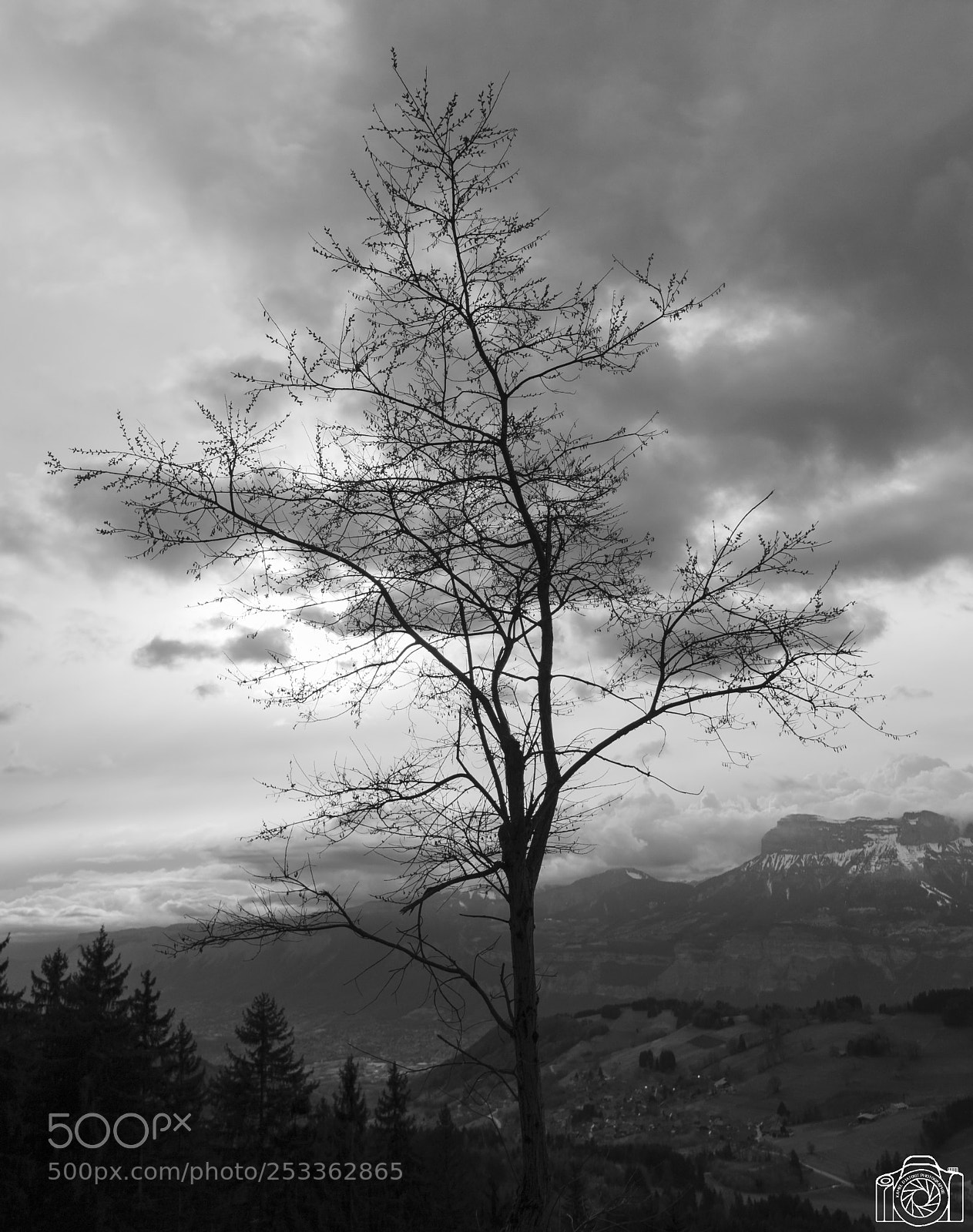 Nikon D300 sample photo. Arbre des 7 laux photography