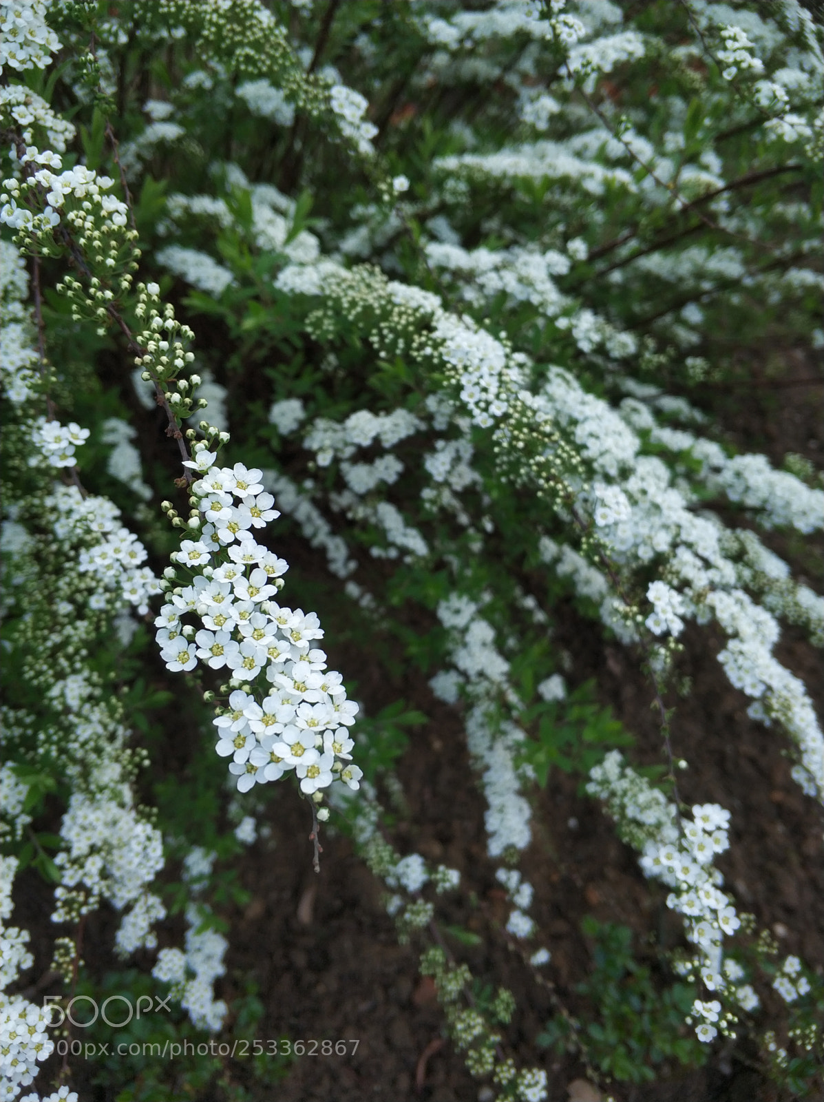 Xiaomi MI6 sample photo. Small flowers photography
