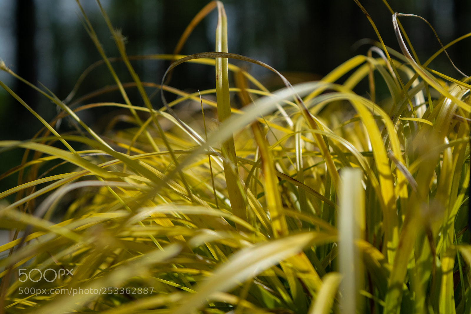 Nikon D5300 sample photo. Leaves of grass photography