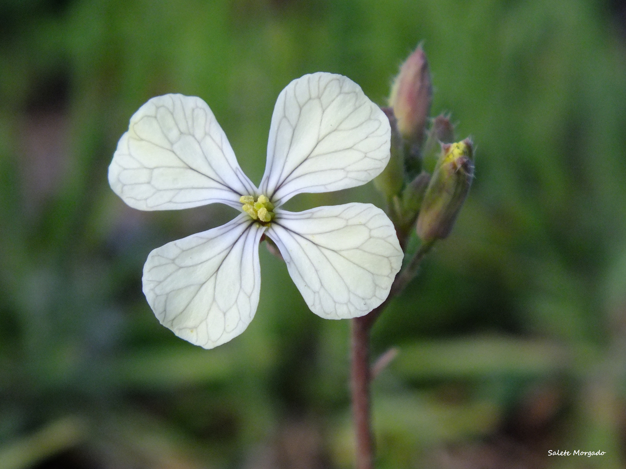 Fujifilm FinePix HS30EXR sample photo. Flor silvestre photography