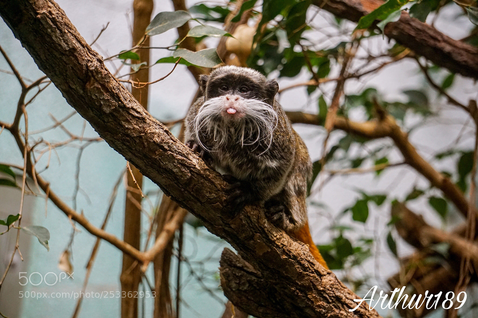 Sony a6000 sample photo. Emperor tamarin photography