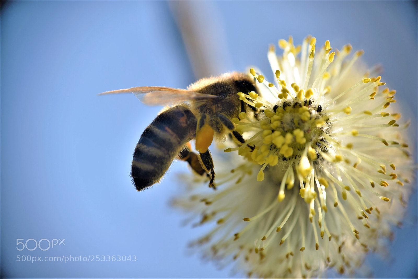 Nikon D3300 sample photo. Bee photography