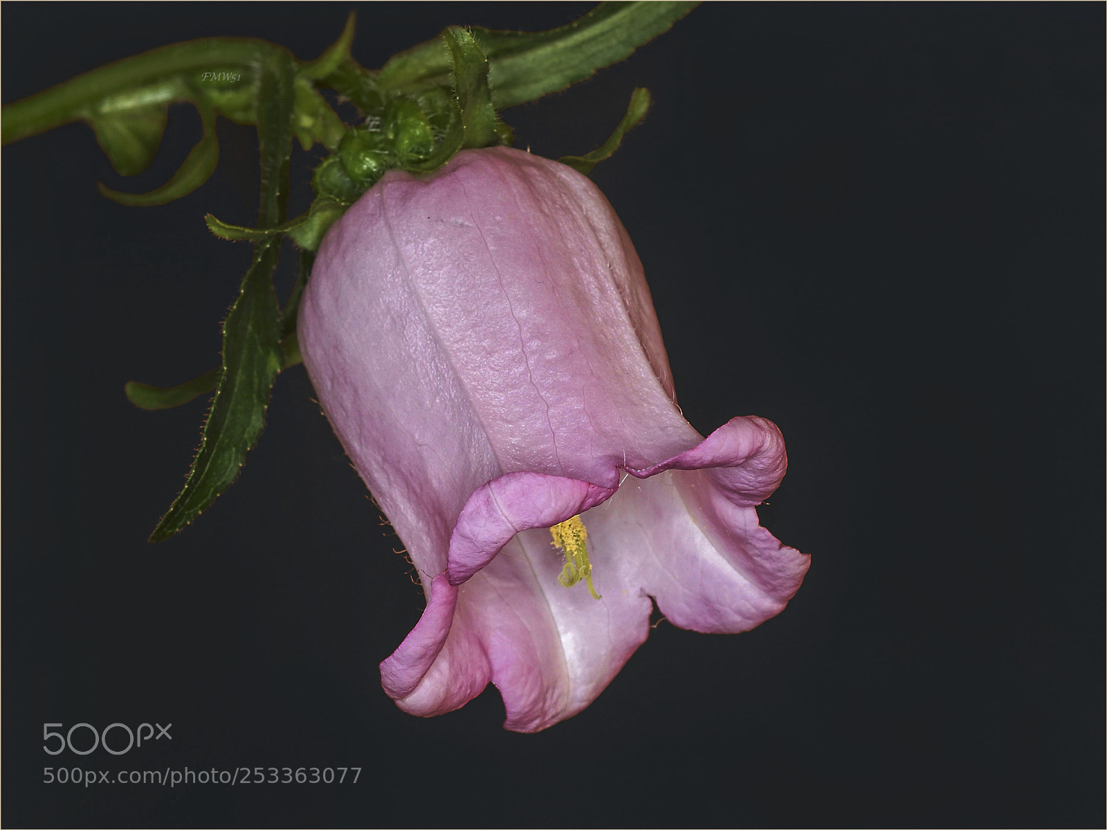 Sony ILCA-77M2 sample photo. Today's bellflower photography