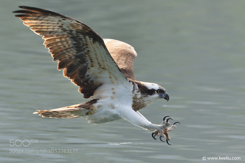 Nikon D500 sample photo. Osprey photography