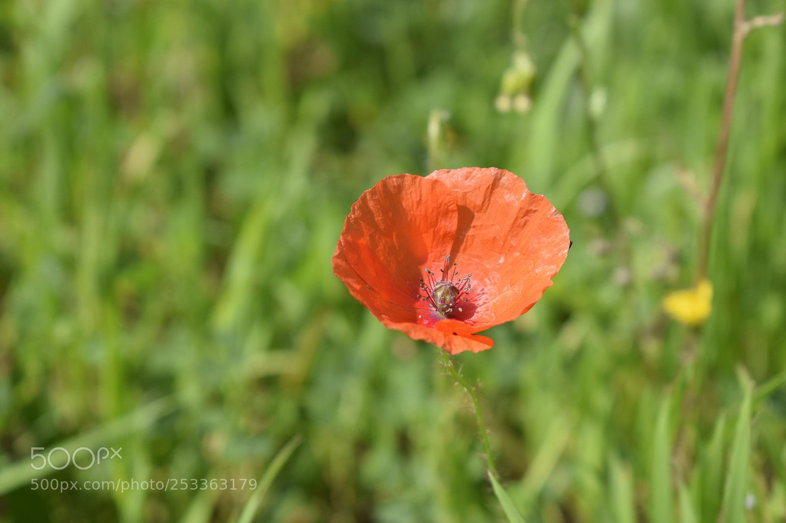 Nikon D3300 sample photo. Papavero photography