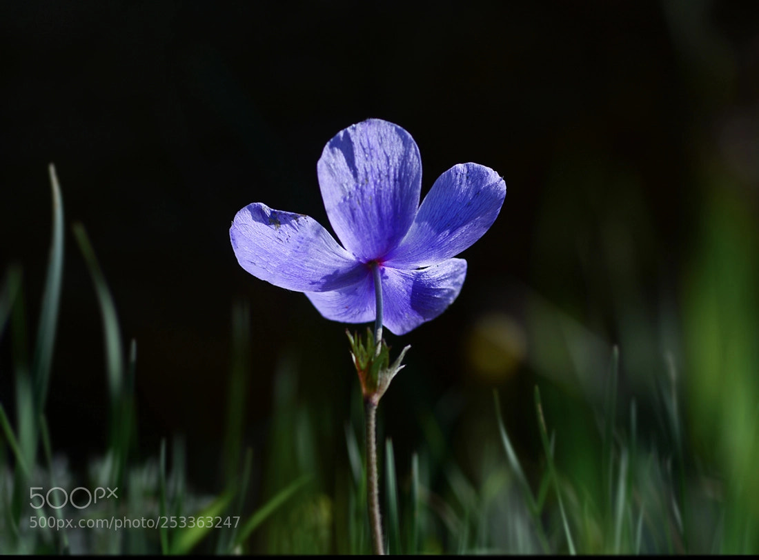 Nikon D7100 sample photo. Anemon photography