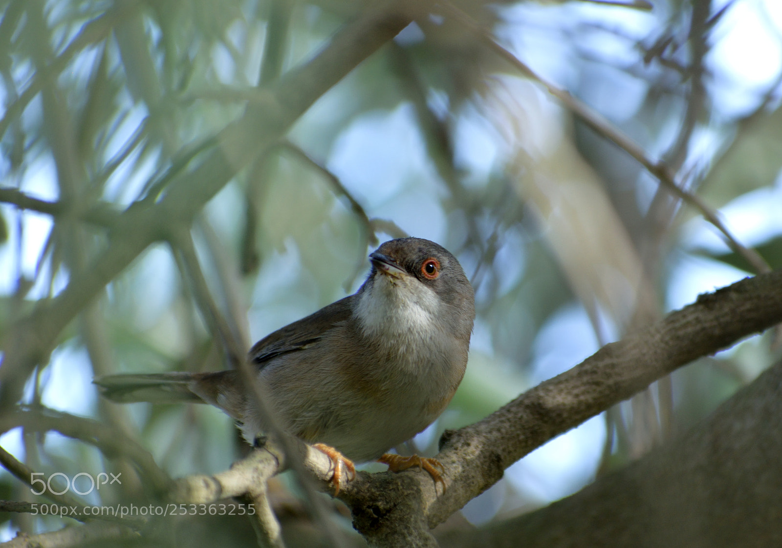 Nikon D3300 sample photo. Sardinian warbler maybe? photography