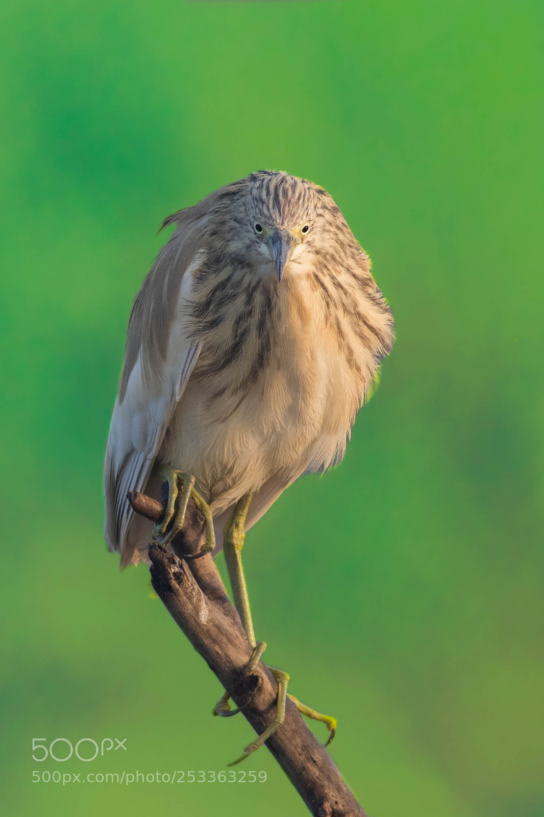 Canon EOS 7D Mark II sample photo. Squaco heron photography