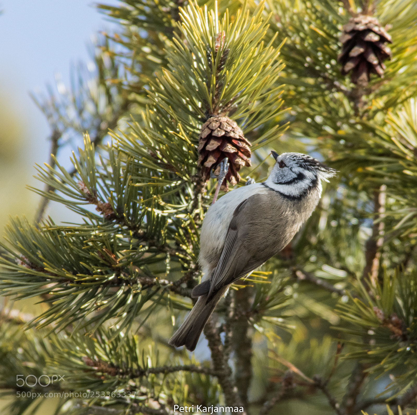 Canon EOS 7D Mark II sample photo. Parus cristatus photography