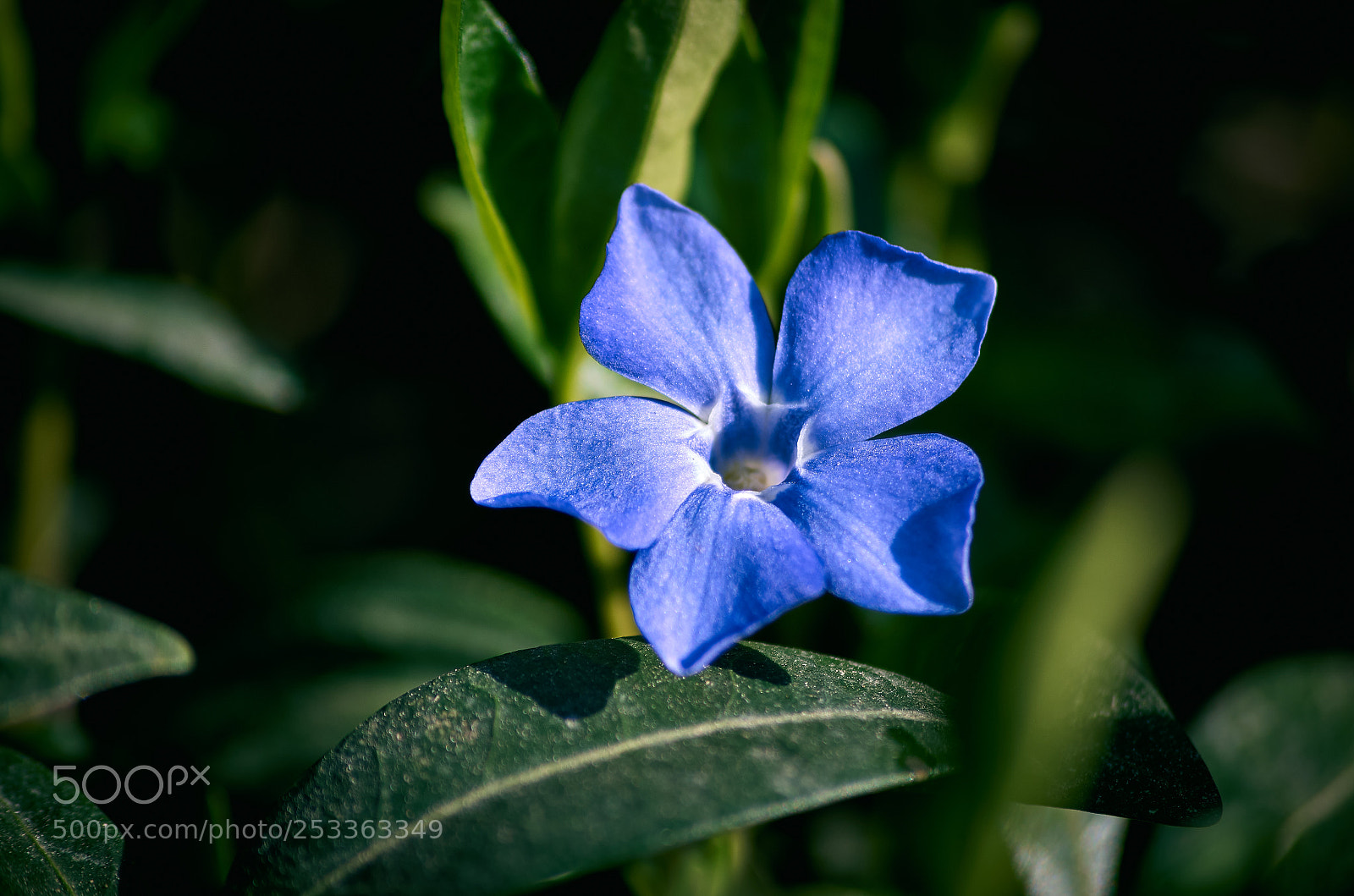 Pentax K-30 sample photo. Blue flower photography