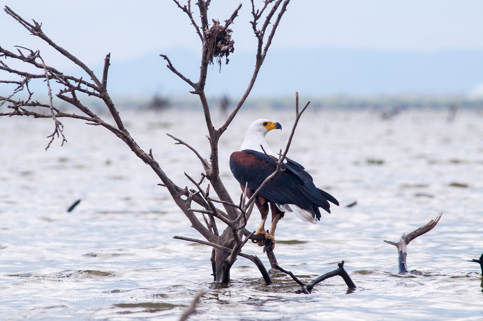 Nikon D90 sample photo. Eagle in lake naivasha photography