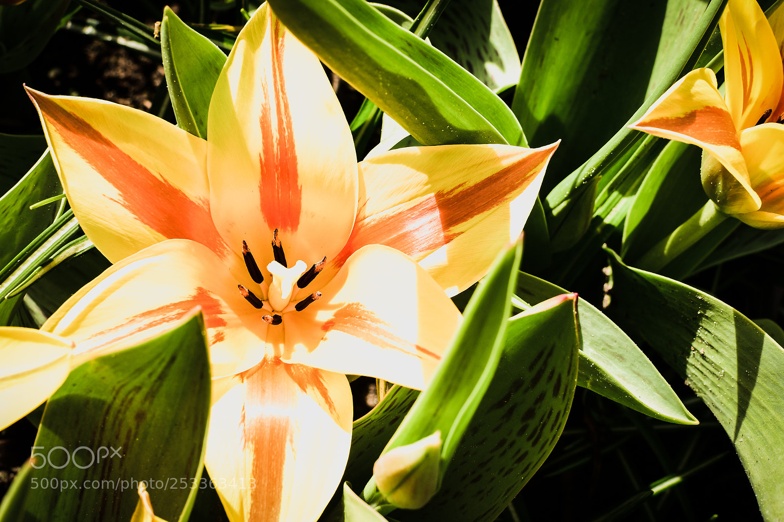 Nikon D500 sample photo. Bluete photography