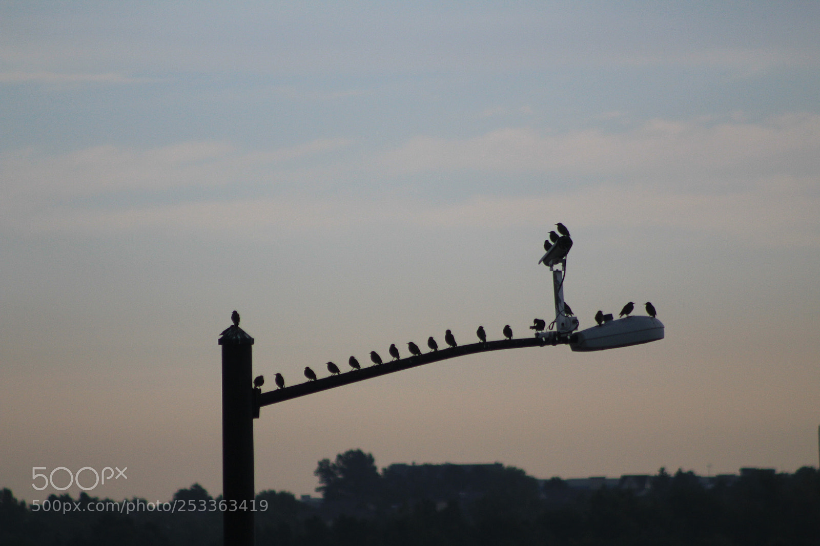 Canon EF 75-300mm f/4-5.6 sample photo. Morning gathering... photography