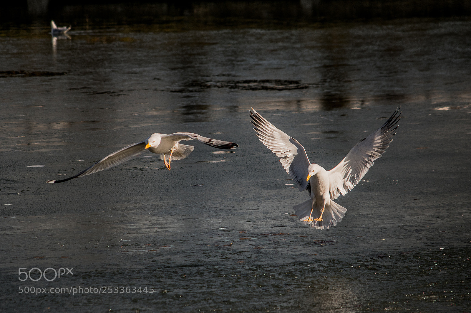 Nikon D500 sample photo. Gulls photography