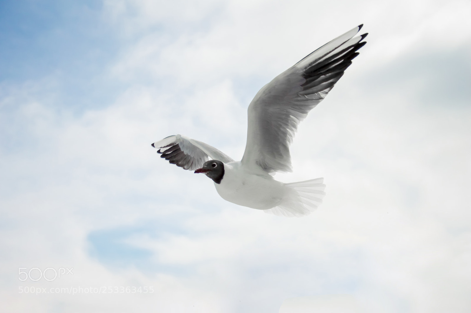 Nikon D3200 sample photo. Seagull photography