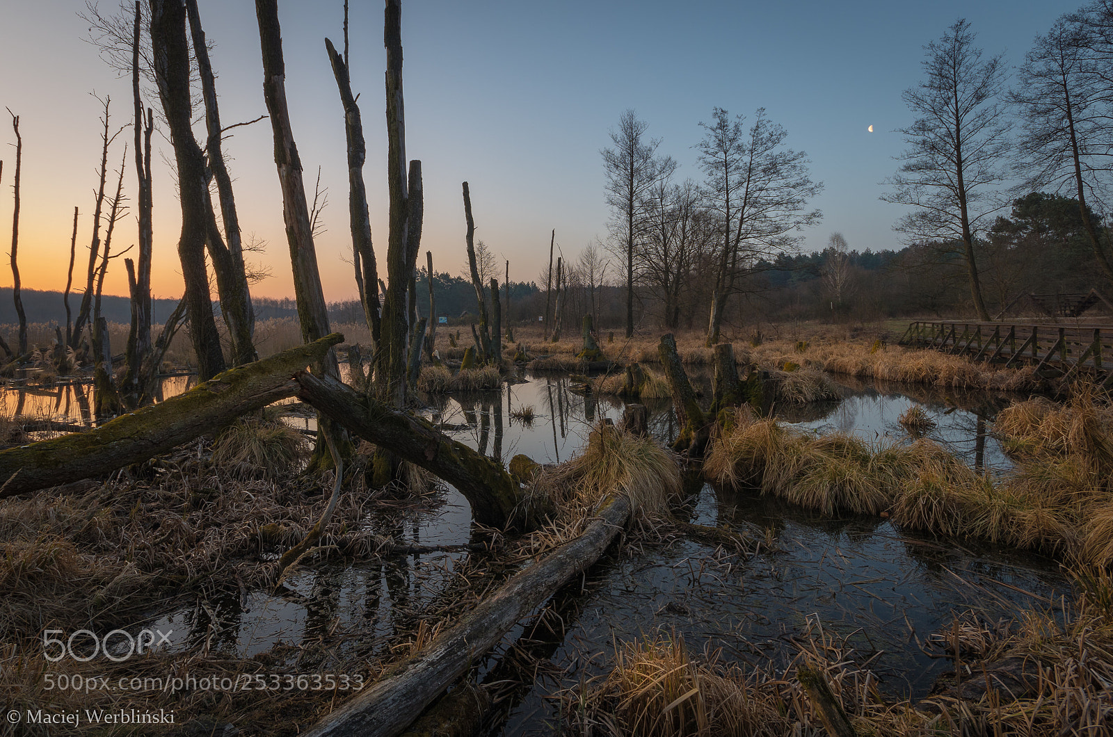 Pentax K-50 sample photo. Swamp photography